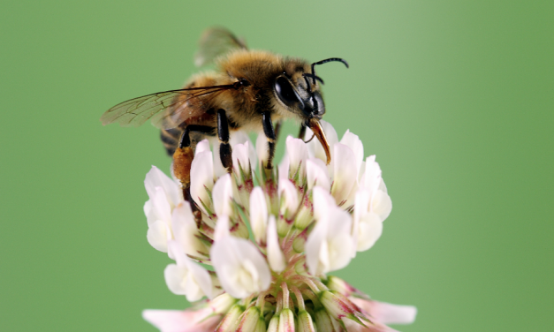 Notre Dame’s bees SURVIVE!