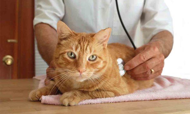 Scientists say cats are more susceptible to coronavirus thAn dogs