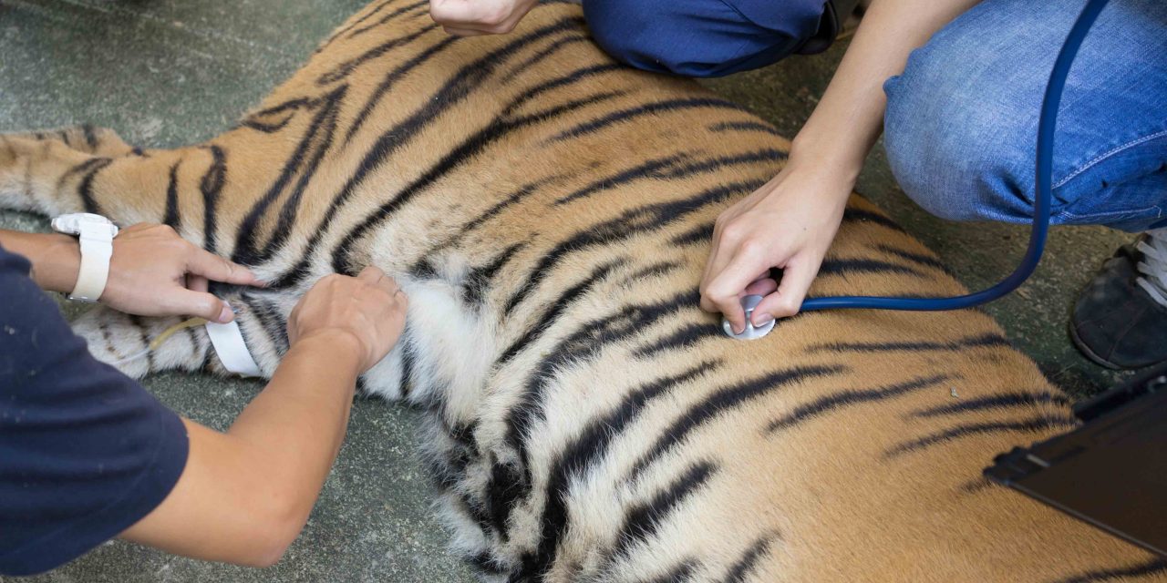 A tiger becomes the first animal to get COVID-19 in New York Zoo!