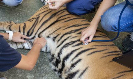 A tiger becomes the first animal to get COVID-19 in New York Zoo!
