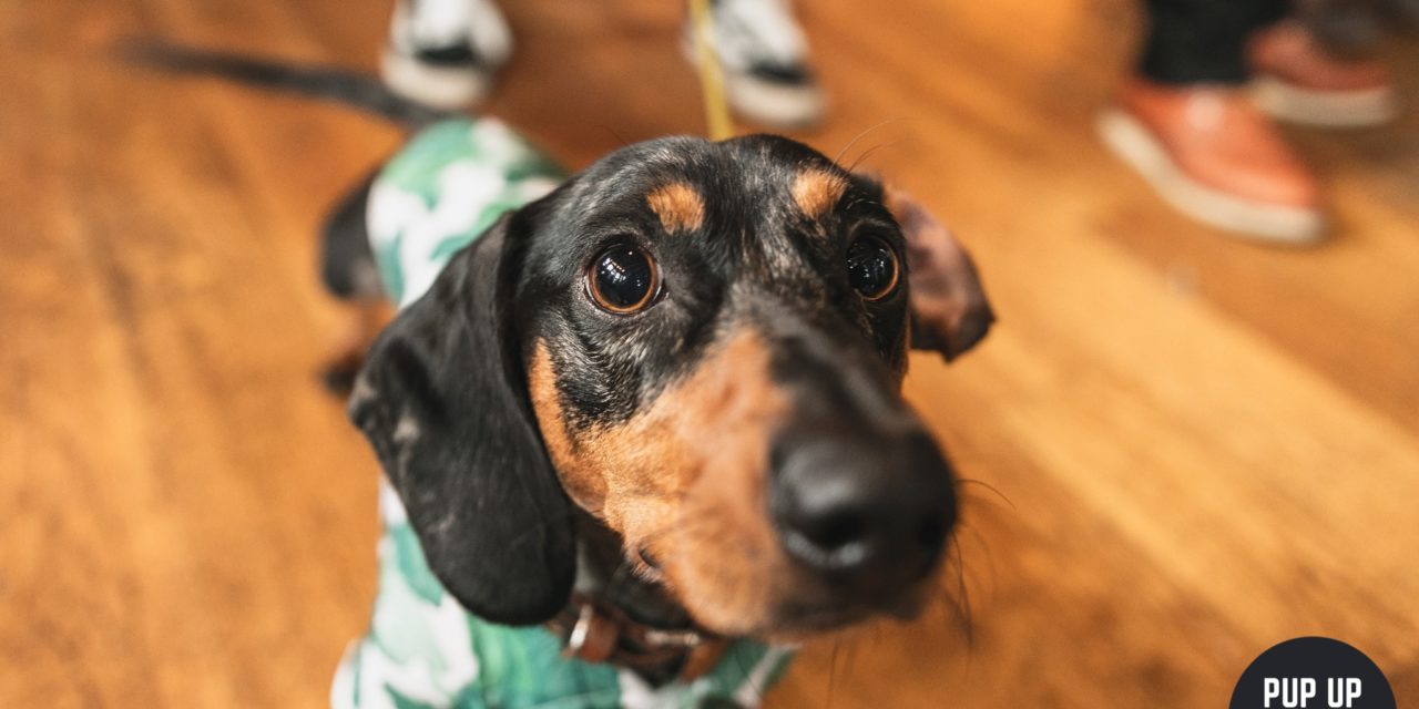 A Dachshund pop up event coming to Manchester