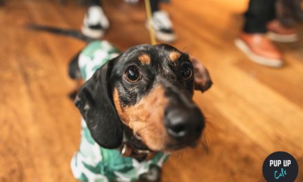 A Dachshund pop up event coming to Manchester